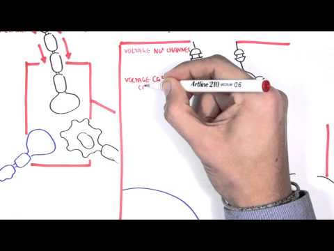 Pharmacology - Antiepileptics