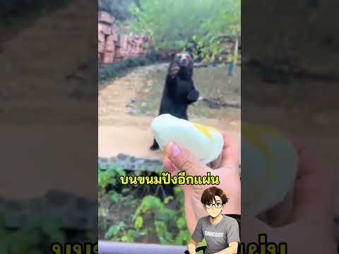 หมีตัวนี้ฉลาดเกินไป!