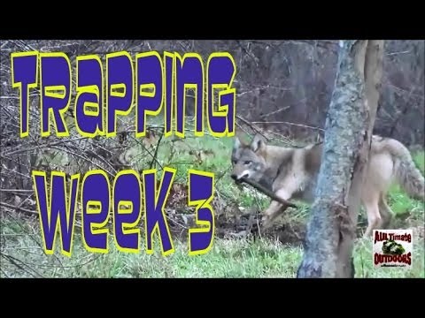 COYOTE TRAPPING BEAVER TRAPPING WEEK 3