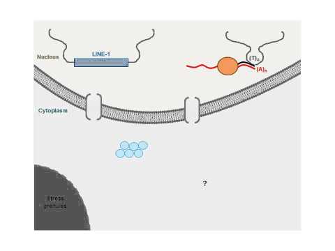 Deep Recombination: RNA and ssDNA Virus Genes in DNA Virus and Host Genomes: Video 2
