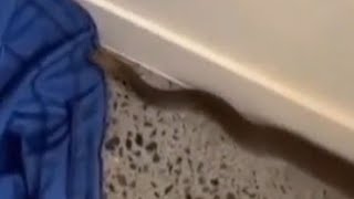 HUGE-BROWN-SNAKE-IN-HOUSE-brownsnake-rep_#venomouscreatures #reptiles #wildliferescue #wildlife