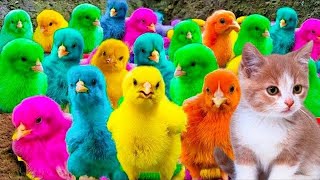 Download lagu Menangkap Ayam Lucu, ayam warna warni, ayam rainbow, kelinci, bebek lucu, ikan hias, Hewan Lucu mp3