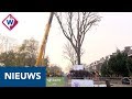 Iepen verhuizen naar de andere kant van de straat