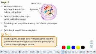 Eğitim Vadisi 10.Sınıf Biyoloji 4.Föy Hücre Bölünmeleri Mayoz Konu Anlatım Videoları