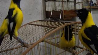 Download lagu Burung Champo Troupial Kuning mp3