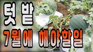 7월텃밭에서 해야할일 ㅣ 텃밭 가꾸기