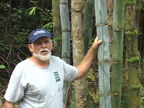 download lagu mp3 mp4 Bamboo Big Island, download mp3 Bamboo Big Island free downloadn, video klip Bamboo Big Island