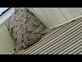 Bald-Faced Hornet Nest Found on Peak of Home in Kendall Park, NJ