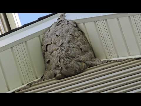 Bald-Faced Hornet Nest Found on Peak of Home in Kendall Park, NJ