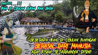 Download lagu Sejarah...!!! ASAL-USUL IKAN DI DANAU CIBULAN KUNINGAN JAWA BARAT mp3