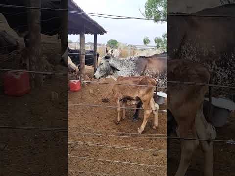 criação de gado leiteiro tradicional sul Tocantins Araguaçu capital gado branco e criador de gado