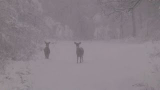 Raw: First Major Snow of Season Hits New York
