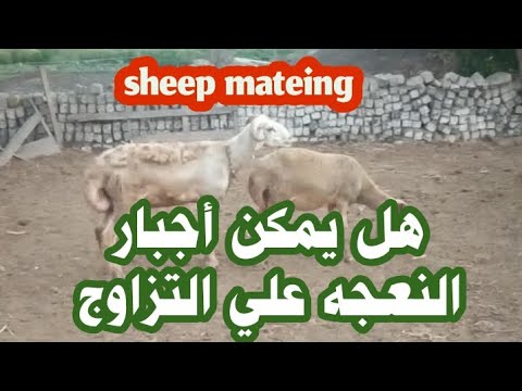 , title : 'هل يمكن أجبار النعجه علي التزاوج sheep mateing'