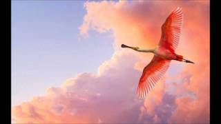 The Cinematic Orchestra - Life of the Bird video