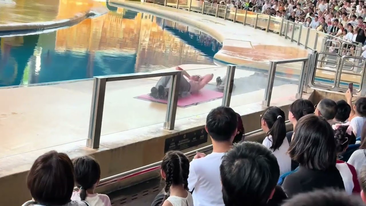 Zoo Staff Trick Volunteer Into Sit-Up Contest With Walrus During Show || ViralHog