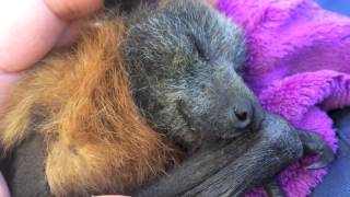 Juvenile bat suckles in her sleep