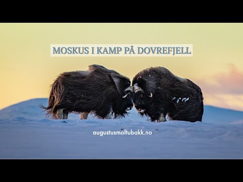 MOSKUS I KAMP PÅ DOVREFJELL