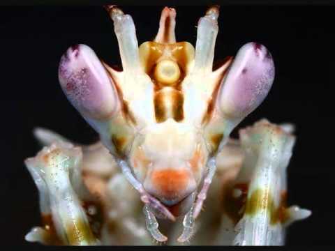 1200 Micrograms- The Japanese Experiment