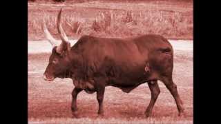 Tales from the Wild West