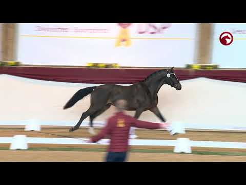 KN 66 von Fürst Toto / Contender