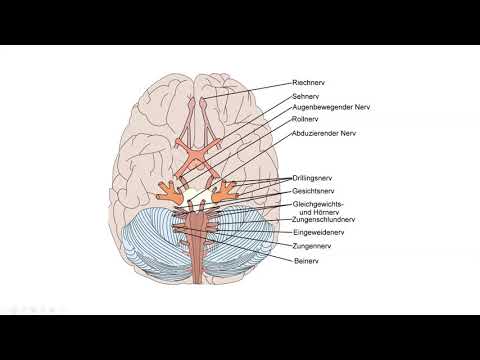Die 12 Hirnnerven, Nervus Vagus,  Nervus Trigeminus, Nervus facialis im Überblick erklärt