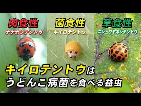 てんとう虫の種類:特徴と写真