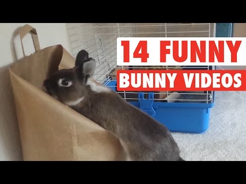 14 vidéos de lapins drôles || compilation de lapins géniaux