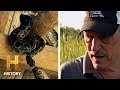 IT S RAINING SNAKES 8 Foot Python Worth 250 Swamp People Serpent Invasion Season 3