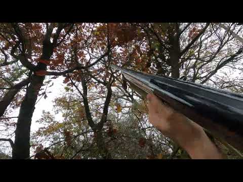 CACCIA al COLOMBACCIO. Tiro a fermo al colombaccio.