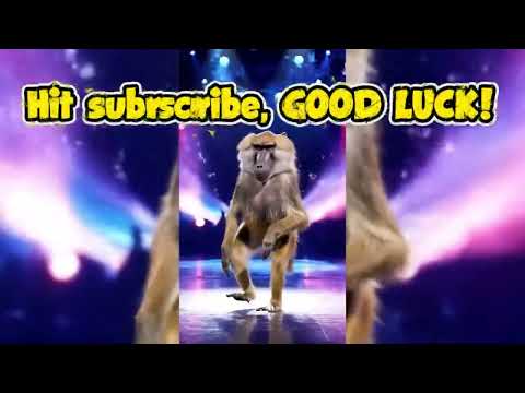 Baboon animal dance #shorts  #joy  #fun