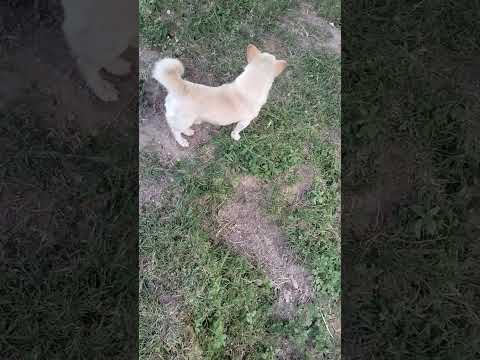 smokey is ill that is why he is eating grass🥲 smokey beemar h is kiye theek hone ko ghaas khaa raha😍