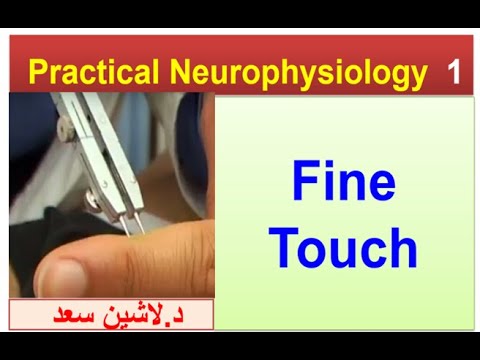 Neurophysiology/Practical/Section 1/Fine touch//lASHIN  د.لاشين