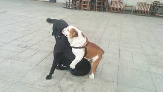 Sexy and funny  English bulldog