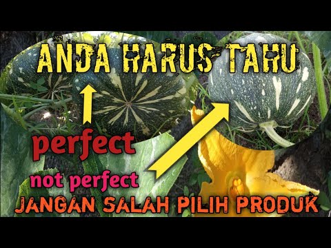 , title : 'Cara Kawin Bunga Labu Kuning || Petani Malaysia'