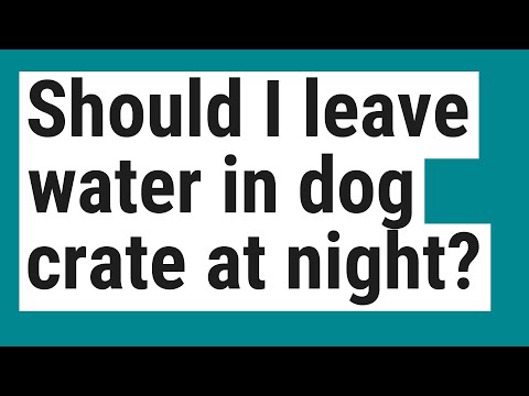 YouTube video about: Should I leave water out for my dog all day?