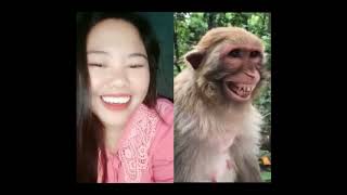 Download lagu MONYET KETAWA NYA LUCU #shorts mp3