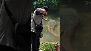 Download lagu Wow Seorang pria mendapatkan Arapaima besar dengan Sling shot nya #shorts #fishing mp3 Download lagu Wow Seorang pria mendapatkan Arapaima besar dengan Sling shot nya #shorts #fishing mp3