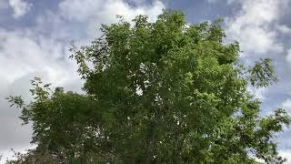 Wait a little longer please Jesus