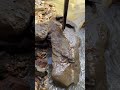 Gold vein stone sculpture #goldrush #satisfying #treasuresearch #treasure #treasure #fish #stone