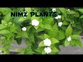 Prepare Of Mogra Jasmine Like This For Uncountable Flowers Mogra Jasmine Video Viral Shorts