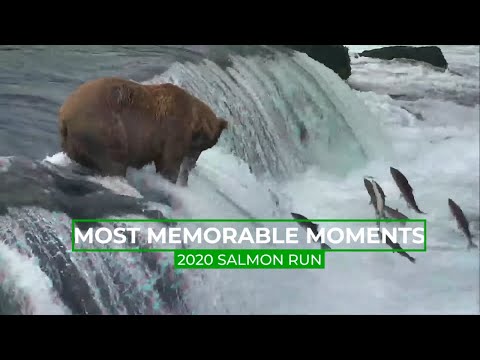 The Massive 2020 Salmon Run | Memorable Moments In Bear Cam History