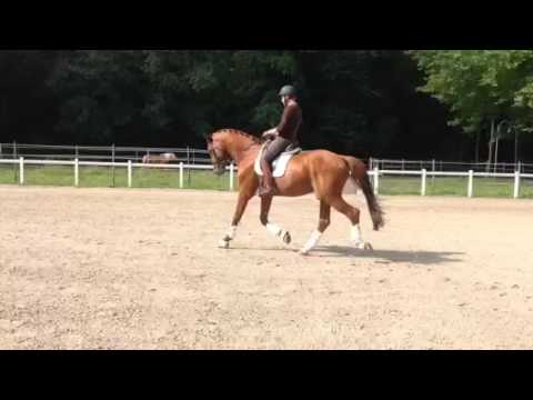 Soliman Tadjoura Z, mâle SF par Soliman de Hus/ Lord Calypso