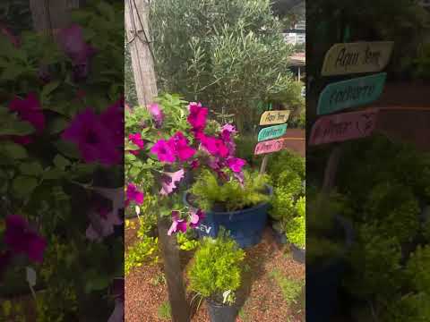 LINDA FLORICULTURA MARIA FLOR LADO SUPER MERCADO IMEC SÃO CRISTÓVÃO LAJEADO RS #Shorts inscreva-se