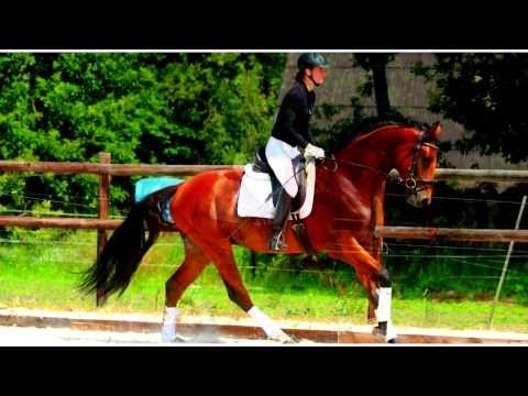 Braveheart [ FOR SALE ]