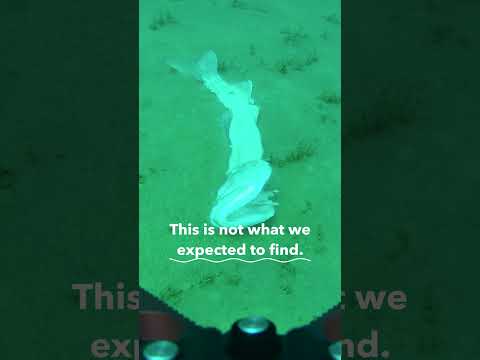 An odd find at the bottom of Lake Tahoe #shorts