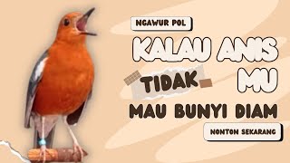 Download lagu LANGSUNG NYAUT 10000 % ‼️ ANIS MERAH MACET BUNYI JIKA DENGAR SUARA INI PASTI NYAUT LANJUT GACOR | 33 mp3
