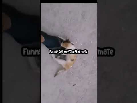 FUNNY CAT WANTS A PLAYMATE