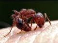 DIY Fire Ant Bite & Sting Home Remedy Treatment ...