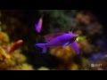 Bringing Fish Up From The Deep Engineering Is