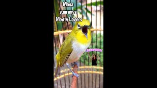 Download lagu Pleci monty gacor menyapa para monty lovers semua mp3